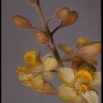 Hoffmannseggia microphylla Flor