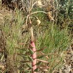 Euphorbia rigida Egyéb