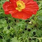 Papaver nudicaule 整株植物