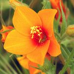 Mentzelia pectinata Flower