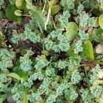 Alchemilla arvensis Leaf