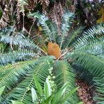 Encephalartos paucidentatus Hoja