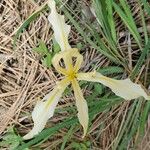Iris hartwegii Flower