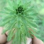 Myriophyllum aquaticumЛист