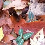 Chimaphila maculata Frucht