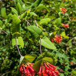 Lonicera ciliosa Leaf