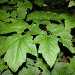 Actaea elata Leaf