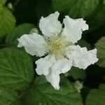 Rubus ulmifoliusFlower