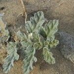 Neurada procumbens Blad