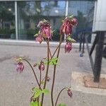 Aquilegia nigricansKukka