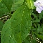 Mimulus alatus Blatt