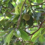 Annona purpurea Fruit