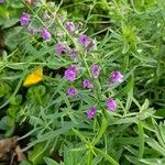 Linaria purpurea Flower