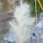 Bothriochloa barbinodis ফল