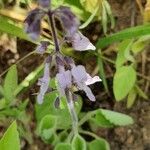 Orthosiphon rubicundus Flower