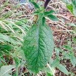 Inula conyza Sonstige