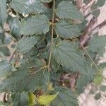 Celtis africana Leaf