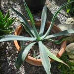 Agave salmiana Habitus