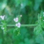 Clinopodium gracile