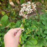 Fagopyrum tataricum ফুল