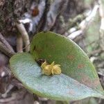 Pleurothallis phyllocardioides Leaf