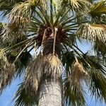 Washingtonia filifera Лист