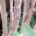 Rhododendron sikangense Corteza