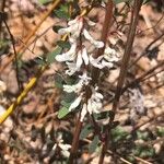 Vicia caroliniana Flower