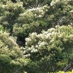 Melaleuca linariifolia फूल