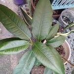 Ficus aureaBlad