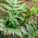 Lasia spinosa Hoja