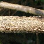 Osmanthus delavayi Kéreg/szár
