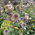 Echinops sphaerocephalusFlower