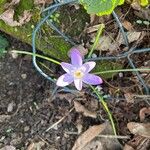 Crocus neapolitanus Flors