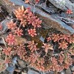 Sedum rubens Hoja
