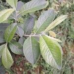 Salix cinerea Лист