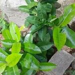 Ixora coccinea Leaf