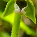 Epipactis rhodanensis Квітка