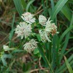 Astrantia majorKukka