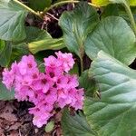 Bergenia crassifoliaKvet