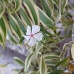 Catharanthus coriaceus 花