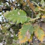 Quercus ithaburensis Blatt