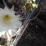 Echinopsis calochlora Kwiat