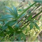 Galium obliquum Leaf