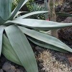 Agave weberi Yaprak
