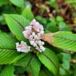 Koenigia campanulata പുഷ്പം