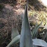 Agave americana Листок