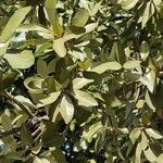 Quercus fusiformis Hoja