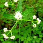 Sanicula europaea Fiore