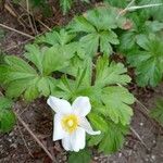 Anemone sylvestris অভ্যাস